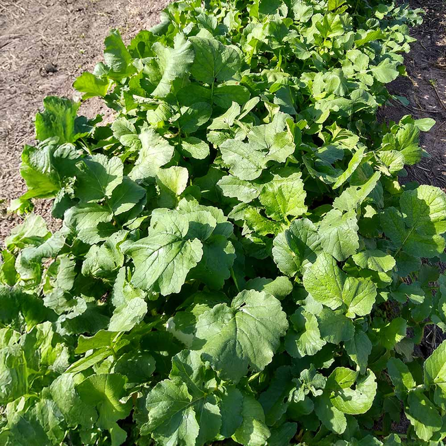 Imagem das Sementes de Rabanete Meio Comprido Amager Isla da AgroJardim