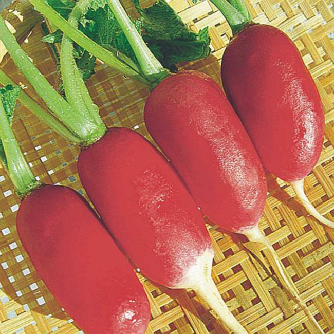 Imagem das Sementes de Rabanete Meio Comprido Amager Isla da AgroJardim