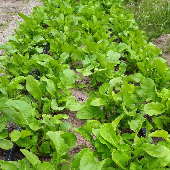 Imagem das Sementes de Rúcula Cultivada Isla da AgroJardim