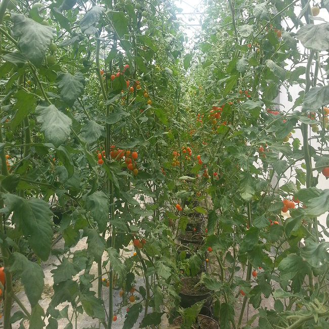 Imagem das Sementes de Tomate Cereja Isla da AgroJardim