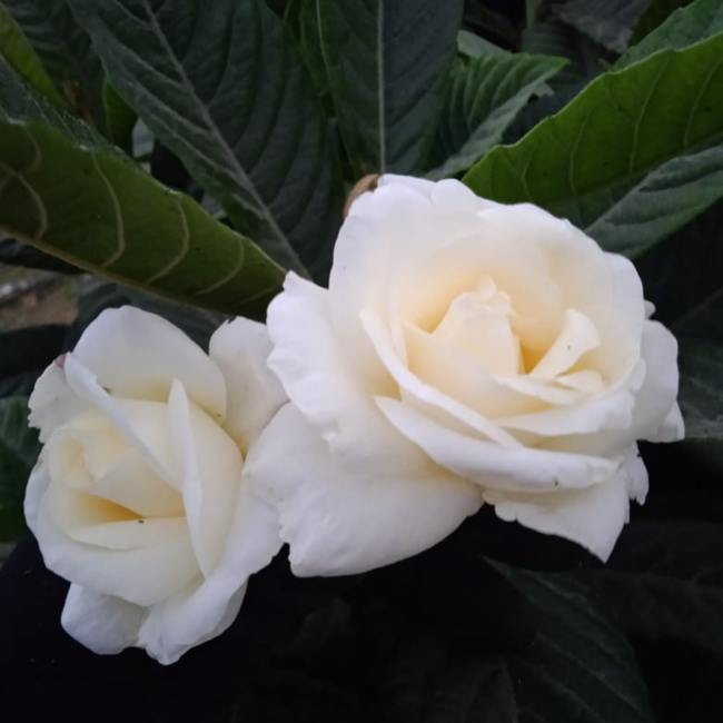 Imagem da Muda de Roseira Branca da AgroJardim