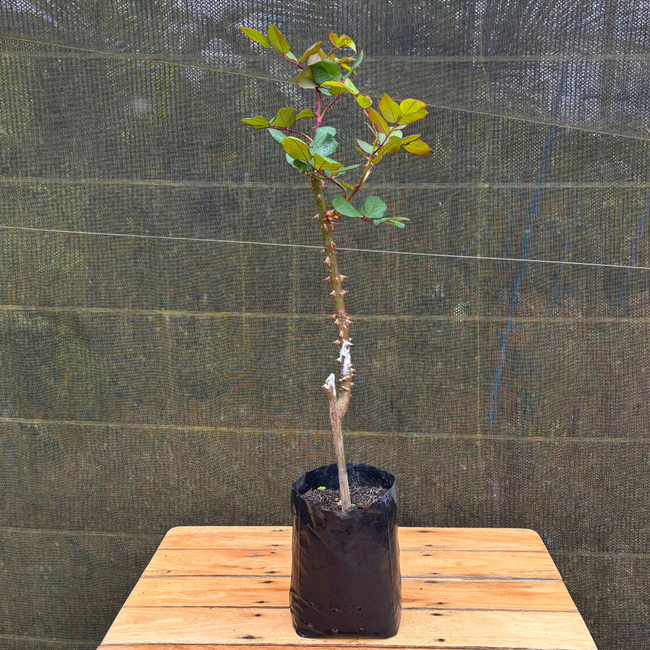 Imagem da Muda de Roseira Rosa Tradicional da AgroJardim