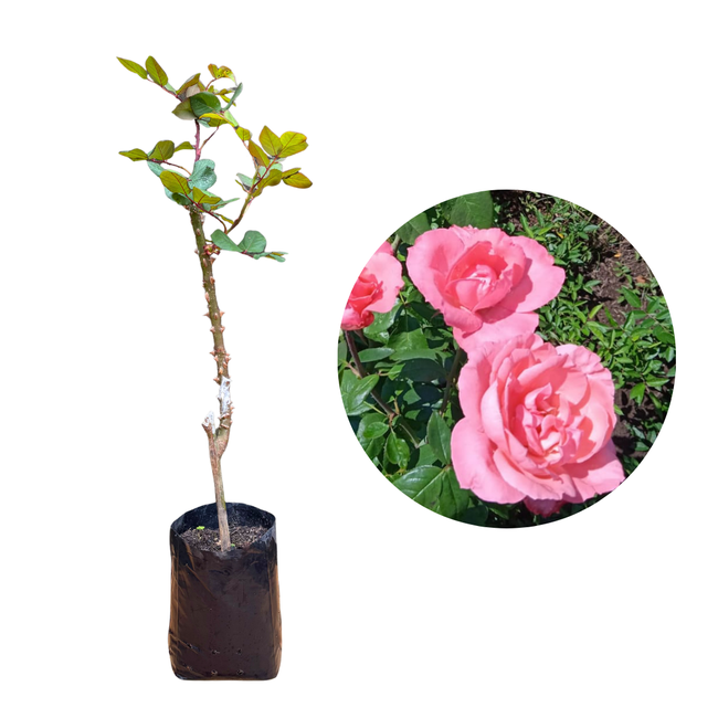 Imagem da Muda de Roseira Rosa Tradicional da AgroJardim