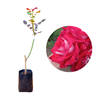 Imagem da Muda de Roseira Vermelho Rainha da AgroJardim