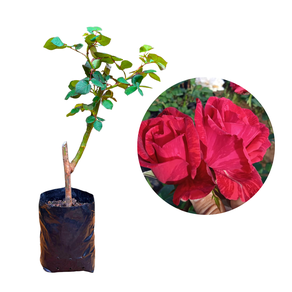 Muda de Roseira Vermelho Rajada Enxertada - AgroJardim