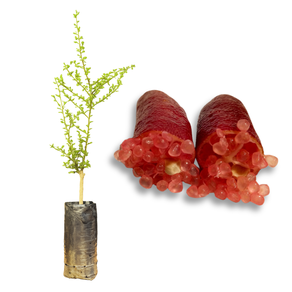 Imagem da Muda e Fruta do Limão Caviar Vermelho da AgroJardim
