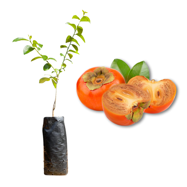 Imagem da Muda e Fruta do Caqui Kioto Enxertado da AgroJardim