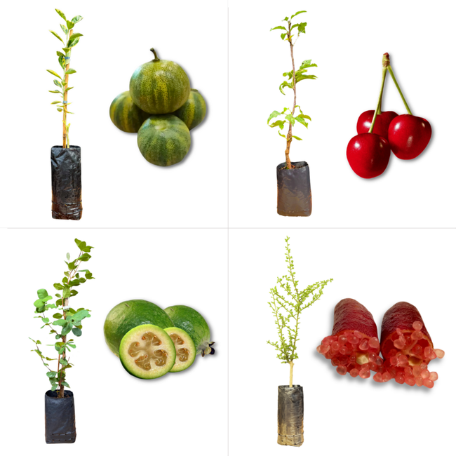 Imagem do Kit de Mudas Exóticas Mais Vendidas da AgroJardim