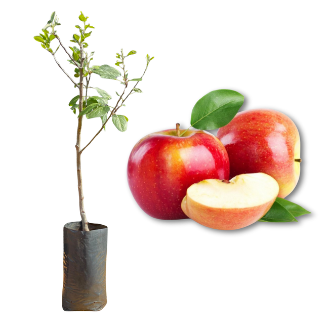 Imagem da Muda e Fruta da Maçã Gala Enxertada da AgroJardim