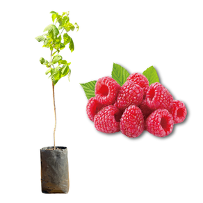 Imagem da Muda e Fruta da Framboesa da AgroJardim