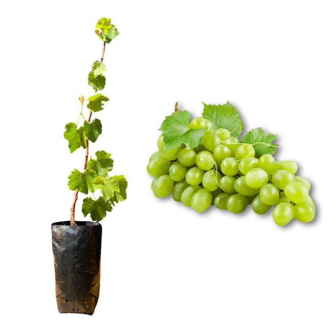 Imagem da Muda e Fruta da Uva Niágara Branca Enxertada da AgroJardim