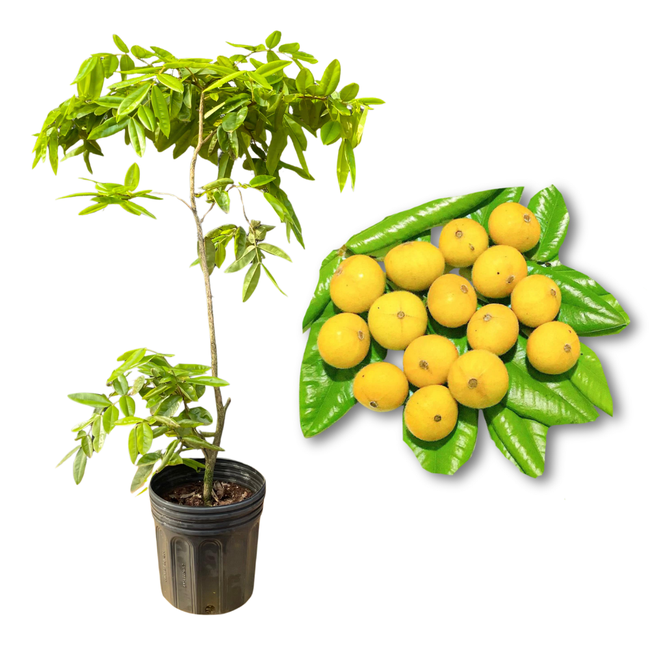 Imagem da Muda e Fruta da Jabuticaba Cabeludinha da AgroJardim