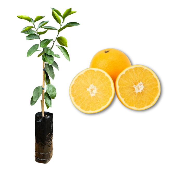 Imagem da Muda e Fruta da Laranja Iapar 73 da AgroJardim