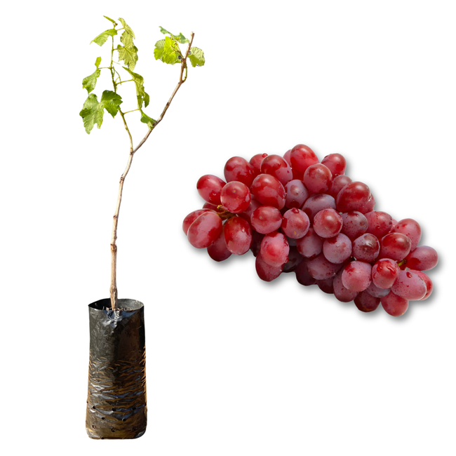 Imagem da Muda e Fruta da Uva Benitaka da AgroJardim