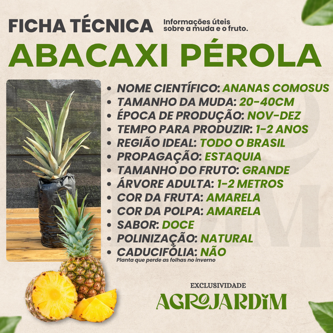 Imagem da Ficha Técnica do Abacaxi Pérola da AgroJardim