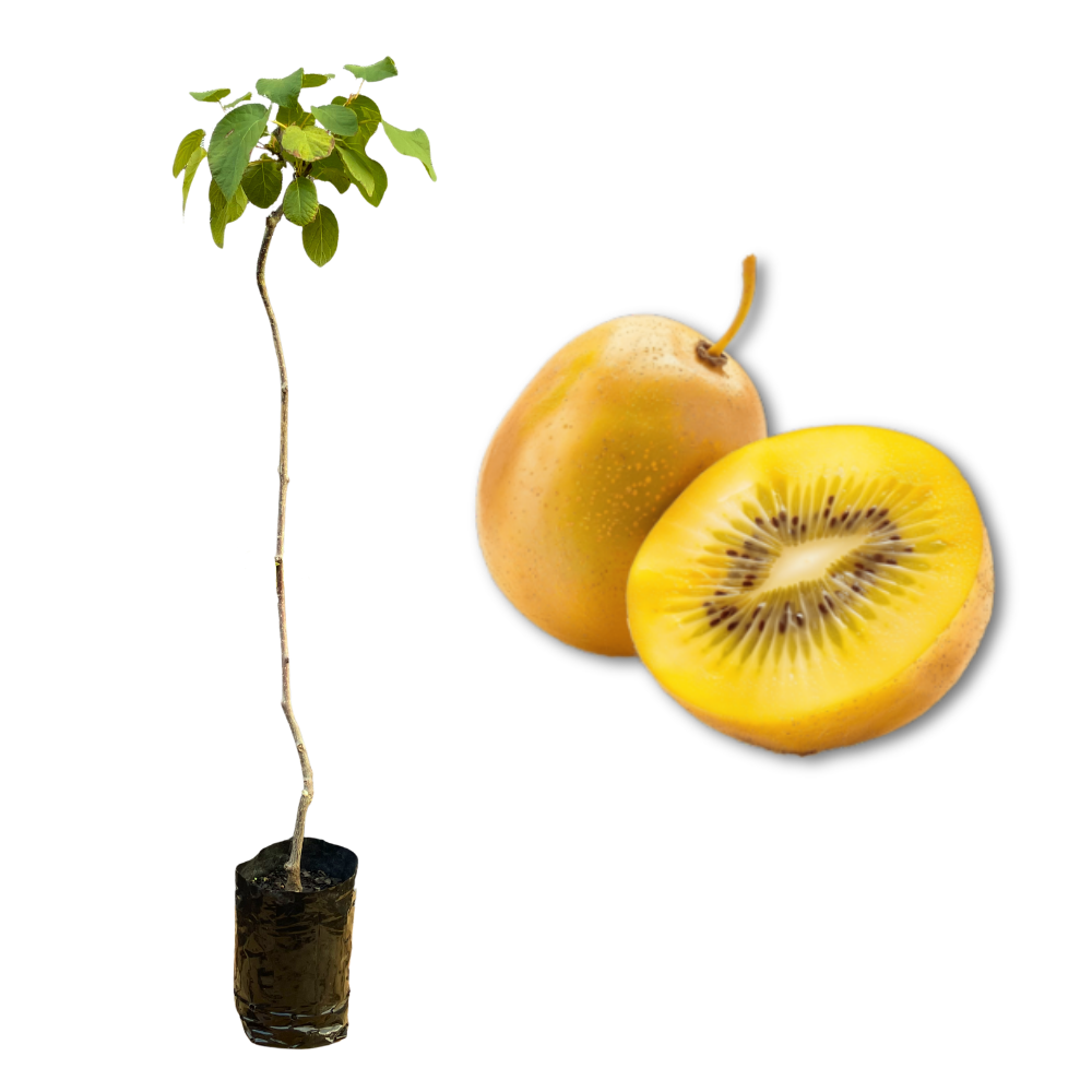 Muda Frutífera de Kiwi Golden Amarelo Enxertada (Fêmea) - AgroJardim