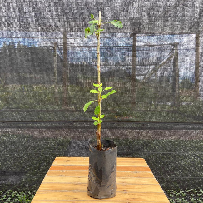 Imagem da Muda da Maçã Julieta Enxertada da AgroJardim