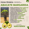 Imagem da Ficha Técnica do Abacate Margarida da AgroJardim