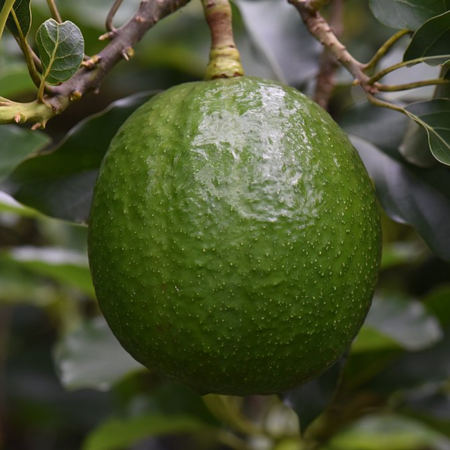Imagem da Árvore do Abacate Margarida da AgroJardim