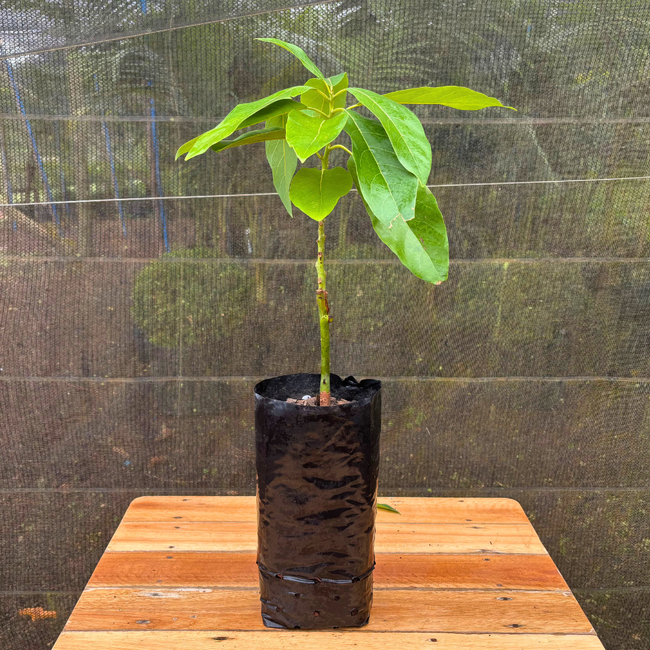 Imagem da Muda do Abacate Margarida da AgroJardim