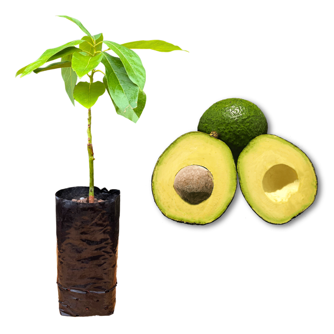 Imagem da Muda e Fruta do Abacate Margarida da AgroJardim