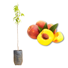 Imagem da Muda e Fruta do Pêssego Aurora da AgroJardim