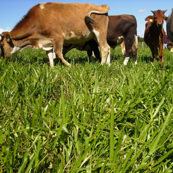 Imagem Ideal Para Alimenta&ccedil;&atilde;o Animal