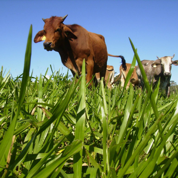 Caixas de Envio da AgroJardim