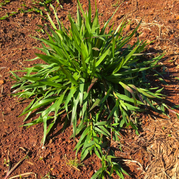 Imagem da Muda de Grama Dona Emma 02