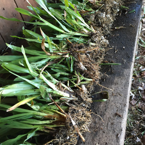 Imagem Real da Muda de Grama Dona Emma