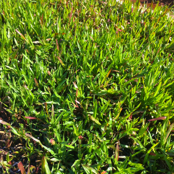 Imagem da Muda de Grama Dona Emma 03.