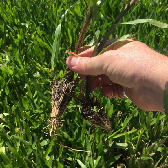 Imagem da Muda de Grama Dona Emma 01