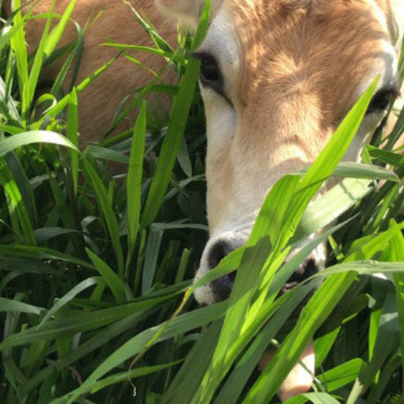 Imagem Muda de Alta Qualidade