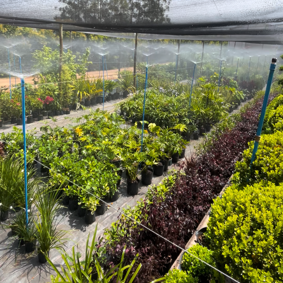 Imagem Plantas Viveiro da AgroJardim