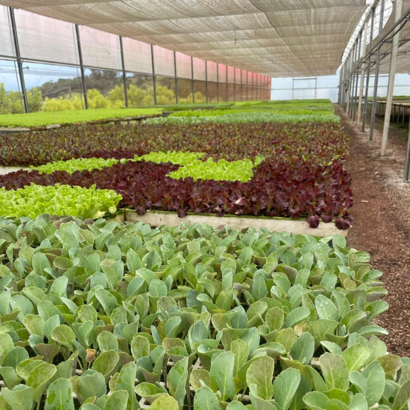 Imagem Hortali&ccedil;as Viveiro da AgroJardim