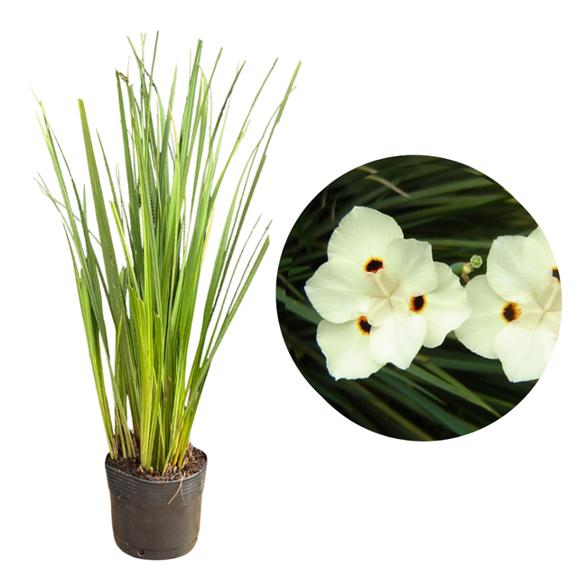 Imagem da Muda da Moreia Amarela da AgroJardim