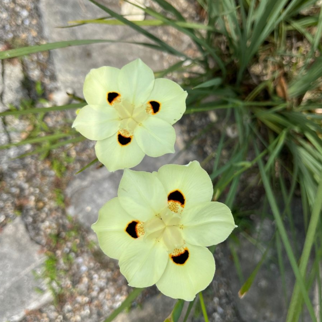 Imagem da Muda da Moreia Amarela no Ambiente da AgroJardim