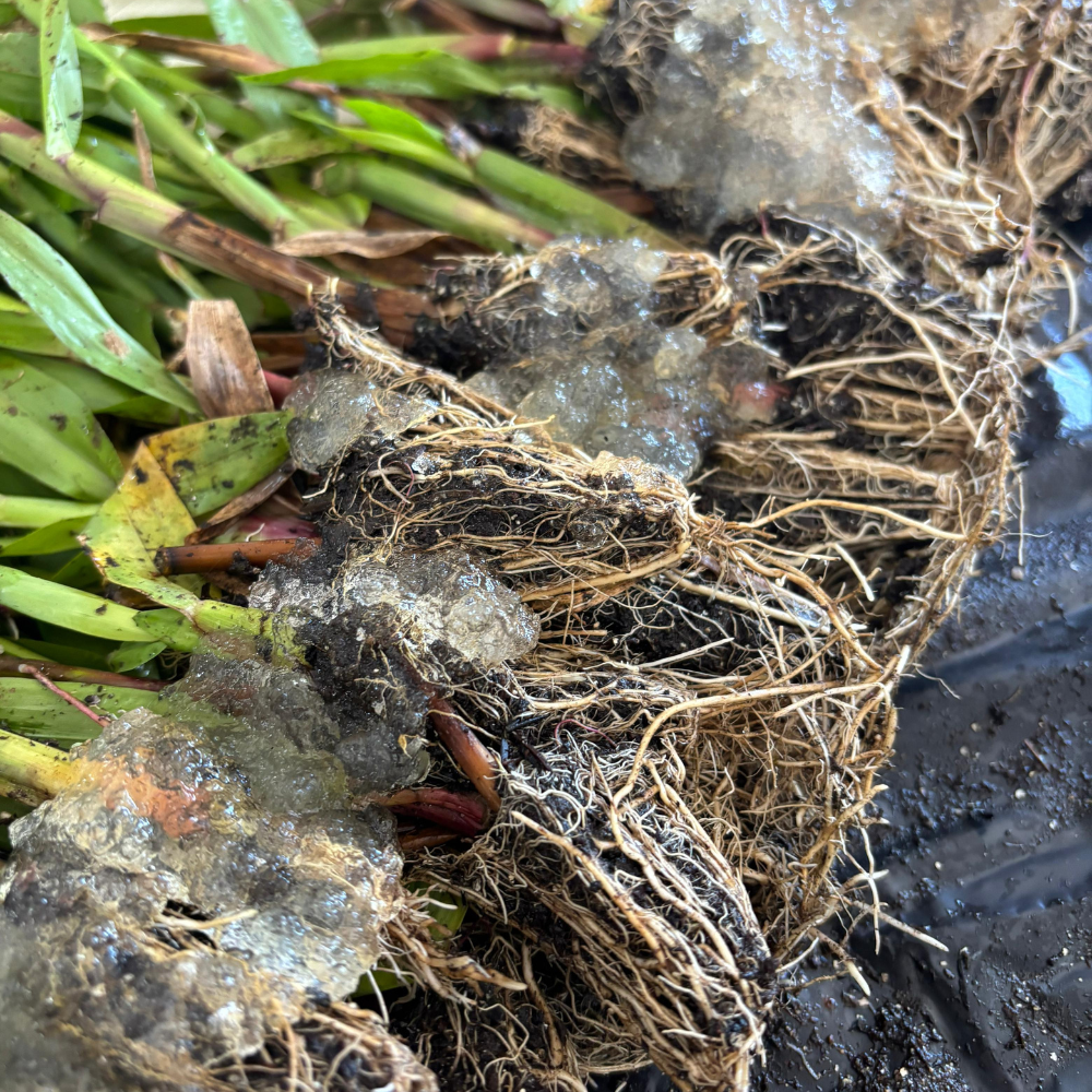 Imagem da Muda de Grama Dona Emma