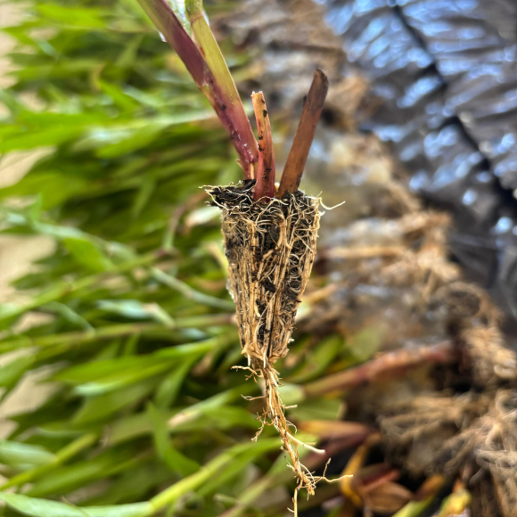 Imagem Muda de Alta Qualidade