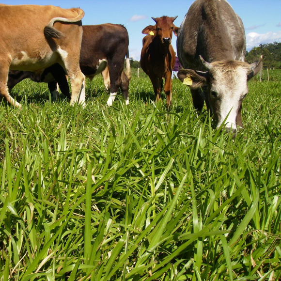 Imagem da Muda de Grama Dona Emma