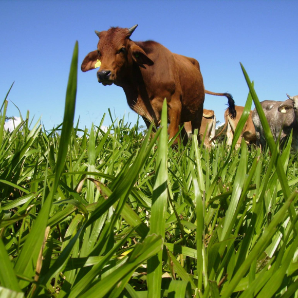 Imagem da Muda de Grama Dona Emma