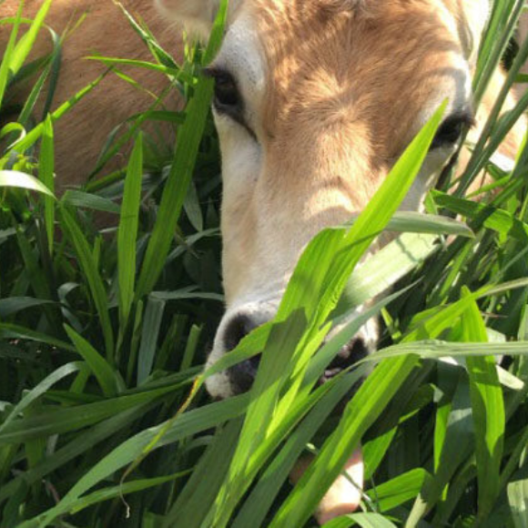 Imagem da Muda de Grama Dona Emma