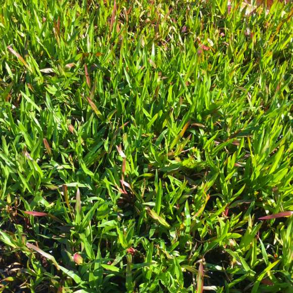 Imagem da Muda de Grama Dona Emma