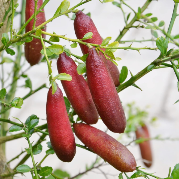 Imagem Fruto do Lim&atilde;o Caviar Vermelho