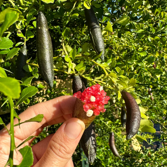Imagem Fruto do Lim&atilde;o Caviar Vermelho