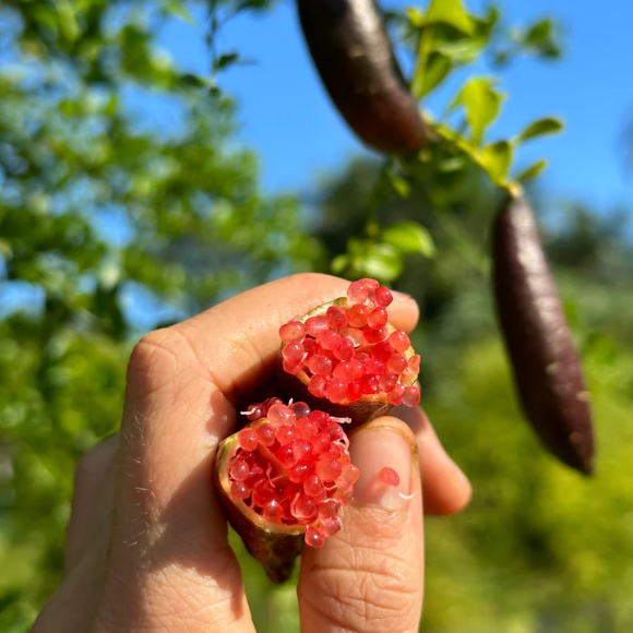 Imagem Fruto do Lim&atilde;o Caviar Vermelho