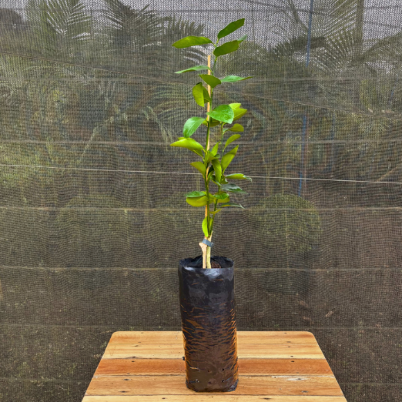 Imagem Muda do Lim&atilde;o Tahiti