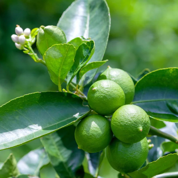 Imagem Fruto do Lim&atilde;o Tahiti