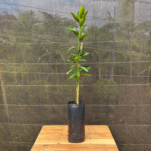 Imagem Muda da Laranja Bahia