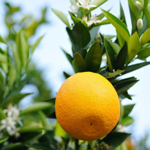 Imagem Fruto da Laranja Bahia